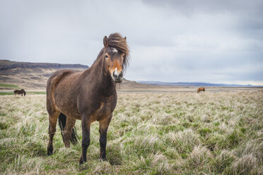 Iceland, Hvalfjoerdur, Icelandic horses - KEBF00852