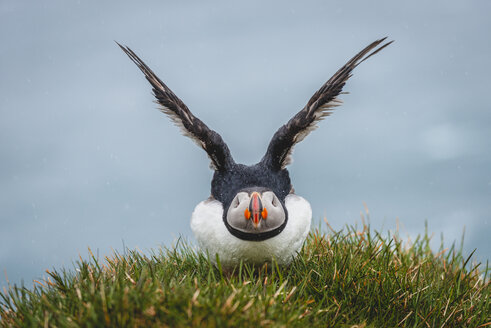 Island, Latrabjarg, Papageientaucher, Fratercula arctica - KEBF00853