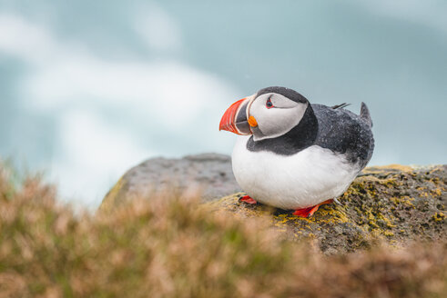 Island, Latrabjarg, Papageientaucher, Fratercula arctica - KEBF00854