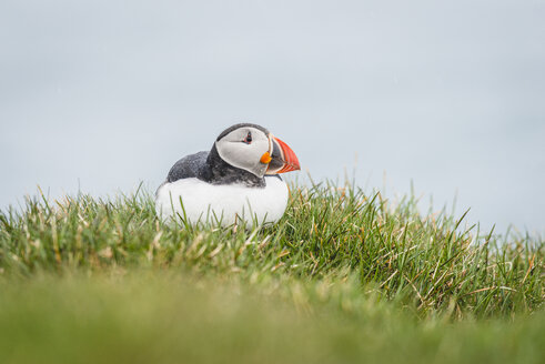 Island, Latrabjarg, Papageientaucher, Fratercula arctica - KEBF00855