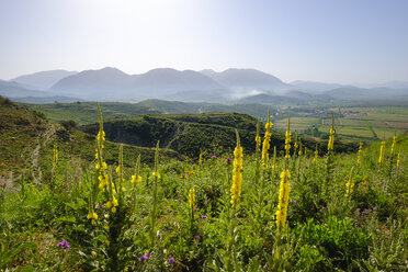 Albanien, Bezirk Vlore, bei Saranda, Orangenmaulbeere, Verbascum phlomoides - SIEF07882