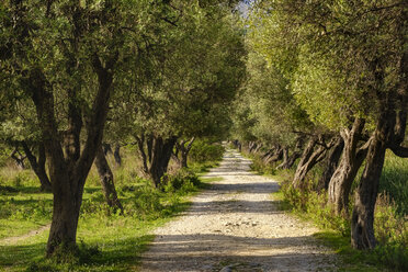 Albanien, Kreis Vlore, Borsh, Weg durch Olivenhain - SIEF07888