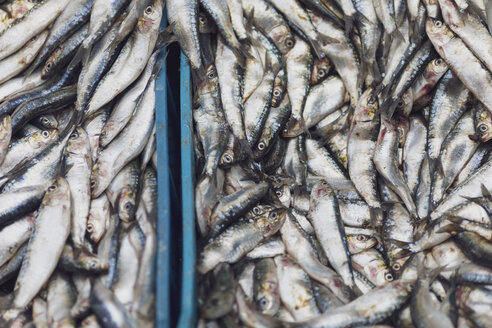 Marokko, Marrakesch, Fisch zum Verkauf auf dem Djemaa el Fna - MMAF00490