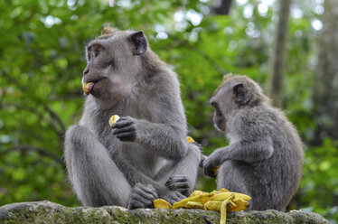 Graue Langschwanzmakaken, zwei Tiere, die auf einer Mauer sitzend Obst essen. - MINF08651