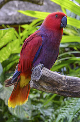 Close up of red parrot perched on tree branch, Bali Island, Indonesia. - MINF08653