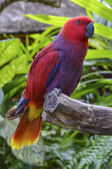 Nahaufnahme eines roten Papageis, der auf einem Baumzweig sitzt, Insel Bali, Indonesien. - MINF08653