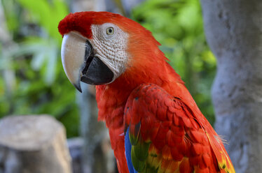 Nahaufnahme eines großen roten Papageis. - MINF08655