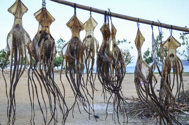 Nahaufnahme von frisch gefangenem Tintenfisch, der zum Trocknen an einer Stange am Strand aufgehängt wird. - MINF08657