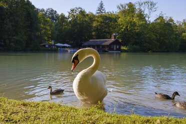 Germany, Munich, Swan on Hinterbruhler See - SIEF07893