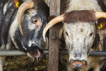 Nahaufnahme von zwei English Longhorn Kühen in einem Stall. - MINF08687