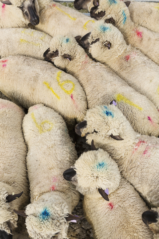 Hochformatige Ansicht einer Schafherde mit blauen und rosa Farbmarkierungen., lizenzfreies Stockfoto