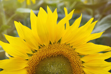 Close up of sunflower. - MINF08693