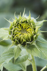 Nahaufnahme des Blütenkopfes einer Sonnenblume. - MINF08694