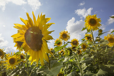 Field of sunflowers under a cloudy sky. - MINF08695