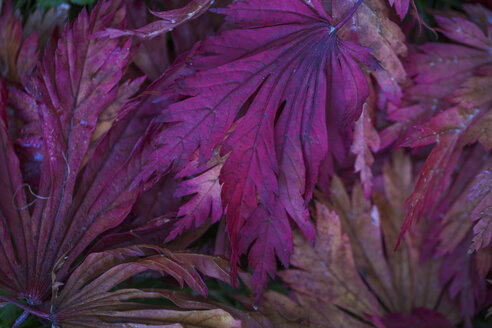 Herbstfarben, Laub eines Acer-Baums, japanischer Ahorn mit zarten handförmigen Formen, leuchtende, tiefe Juwelenfarben, violett und rot. - MINF08702