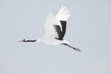 Rotscheitelkraniche, Grus japonensis, mitten in der Luft im Winter. - MINF08708