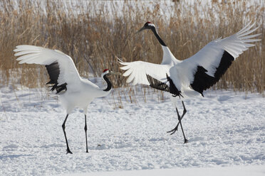 Red-Crowned Cranes, Grus japonensis, standing in the snow in winter. - MINF08709
