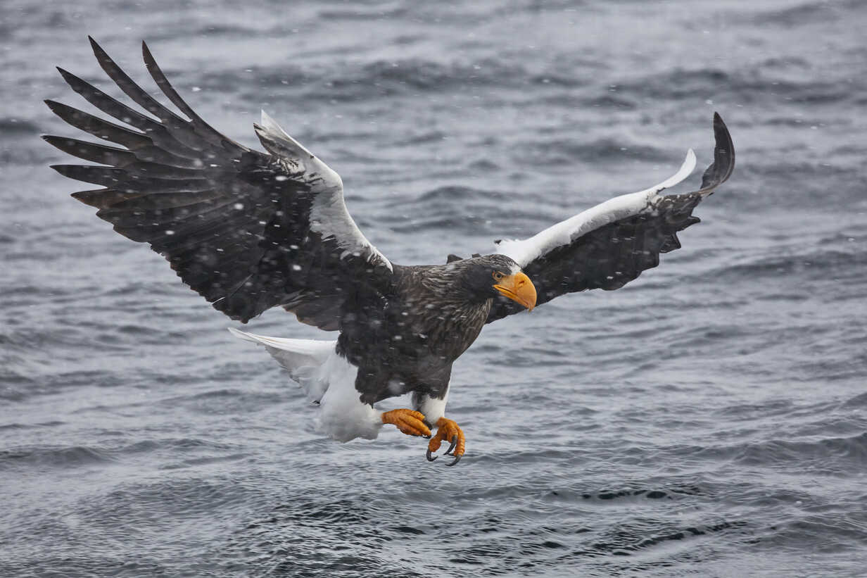 Steller's Sea Eagle, Haliaeetus pelagicus, hunting above water in