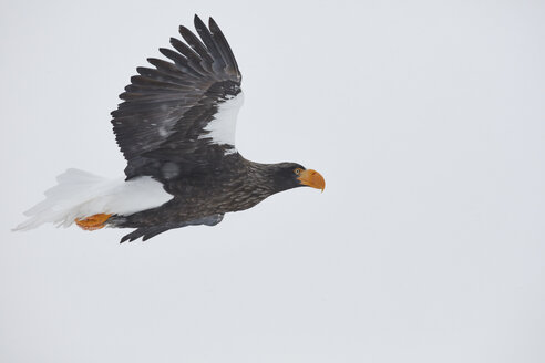 Stellerscher Seeadler, Haliaeetus pelagicus, mitten in der Luft, Winter. - MINF08713