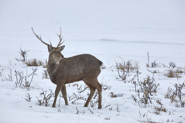 Sika deer, Cervus nipponin, in snow in winter. - MINF08714