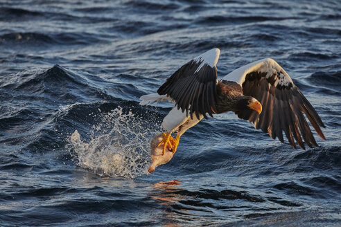 Stellerscher Seeadler, Haliaeetus pelagicus, bei der Jagd über Wasser im Winter. - MINF08715