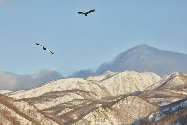 Steller's Sea Eagle, Haliaeetus pelagicus, mid-air with mountains in the background, winter. - MINF08716