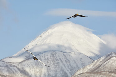 Steller's Sea Eagle, Haliaeetus pelagicus, mid-air, winter. - MINF08719