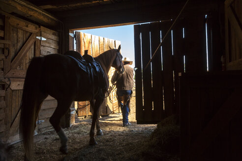 Rückansicht eines Cowboys, der sein gesatteltes Pferd aus dem Stall führt. - MINF08727