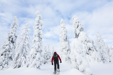 Rear view of man walking in forest with snow-covered trees. - MINF08730