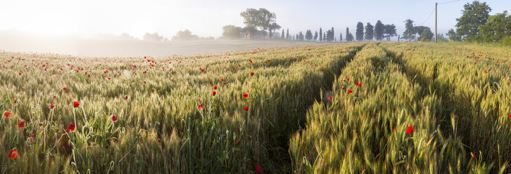 Sonnenaufgang über einer nebligen italienischen Landschaft mit Mohnblumenfeld und einem Bauernhaus in der Ferne. - MINF08754