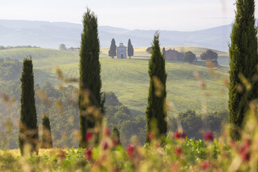 Sonnenaufgang über einer nebligen italienischen Landschaft mit Mohnblumenfeldern und Zypressen, in der Ferne eine kleine Kapelle. - MINF08757