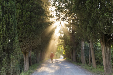 Rear view of man walking along path lined with Cypress trees, sunlight filtering through foliage. - MINF08759