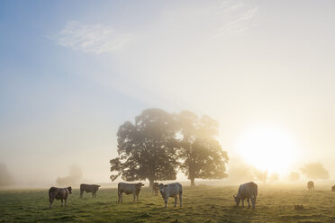 Sunrise over misty landscape with two trees, herd of cows grazing underneath. - MINF08760
