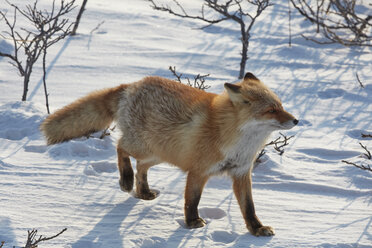 Ezo-Rotfuchs, Vulpes vulpes schrencki, im Winter. - MINF08767