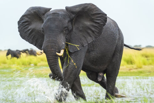 Afrikanischer Elefant, Loxodonta africana, watet durch eine Wasserstelle und frisst Gras. - MINF08775