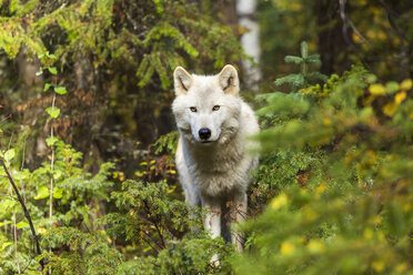 Vorderansicht eines Grauen Wolfs, der in einem Wald steht und in die Kamera schaut. - MINF08779