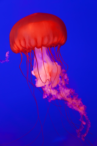 Leuchtend rote Pazifische Seenessel-Qualle in einem Aquarium, hellblauer Hintergrund., lizenzfreies Stockfoto