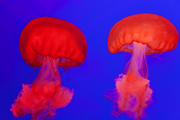 Bright red Pacific Sea Nettle Jellyfish in an aquarium, bright blue background. - MINF08782