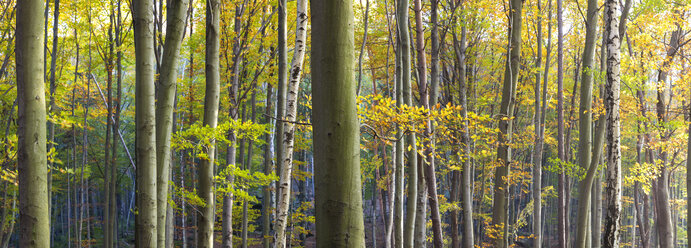 Herbstwald mit grünem und braunem Laub auf den Ästen der Bäume. - MINF08786