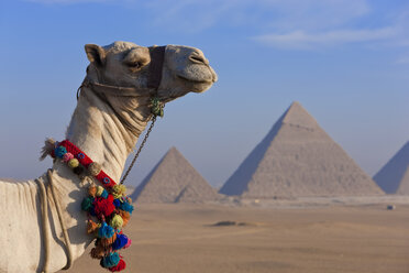 Kamel in der Wüste mit den drei Pyramiden des Pyramidenkomplexes von Gizeh, El Gizeh, Ägypten, in der Ferne. - MINF08794