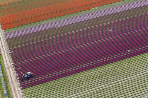 Aerial view tractor driving across red, green and pink fields of tulips. - MINF08802