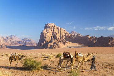 Bedouin leading three camels through the desert, rocks and mountains in the distance. - MINF08825