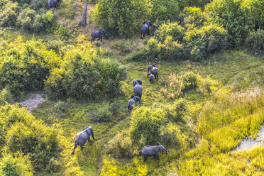 Aerial view of herd of African Elephants walking across lush delta. - MINF08845