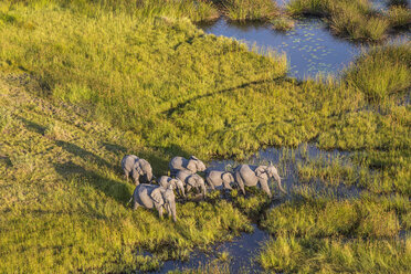 Luftaufnahme einer Herde afrikanischer Elefanten, die an einer Wasserstelle in einem üppigen Delta stehen. - MINF08849