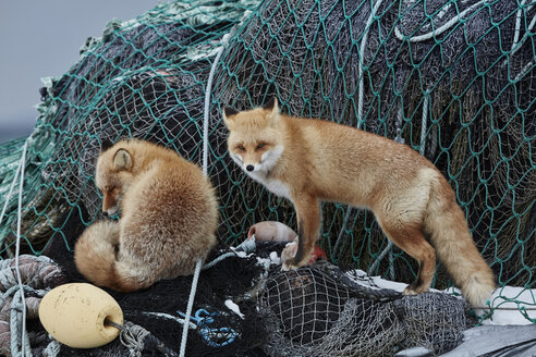 Zwei Ezo-Rotfüchse, Vulpes vulpes schrencki, auf einem Haufen von Fischernetzen im Winter. - MINF08870
