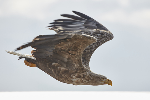 Seeadler, Haliaeetus albicilla, mitten im Flug, Winter., lizenzfreies Stockfoto