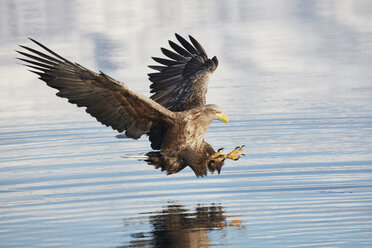 Seeadler, Haliaeetus albicilla, bei der Jagd über Wasser, Winter. - MINF08872