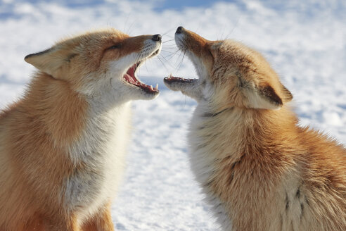 Zwei Ezo-Rotfüchse, Vulpes vulpes schrencki, im Winter. - MINF08873