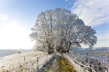 Winterlandschaft mit schneebedeckten Feldern, Zaun und Baum, die im Sonnenlicht glitzern. - MINF08890
