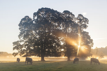Sunrise over misty landscape with two trees, herd of cows grazing underneath. - MINF08899